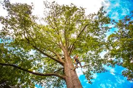 Best Commercial Tree Services  in Robert Lee, TX