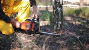 Best Fruit Tree Pruning  in Robert Lee, TX