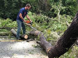 Best Utility Line Clearance  in Robert Lee, TX