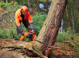 Best Tree Cabling and Bracing  in Robert Lee, TX