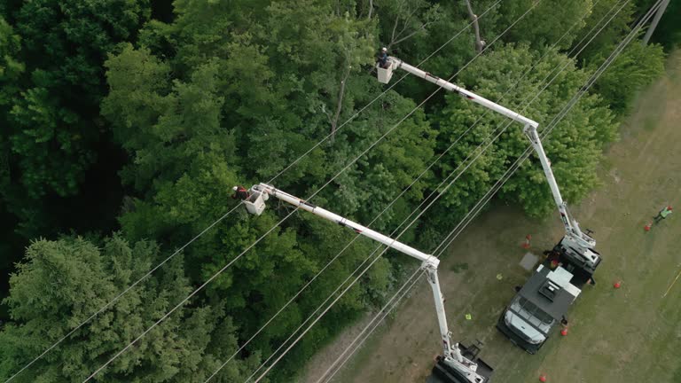 Best Tree and Shrub Care  in Robert Lee, TX